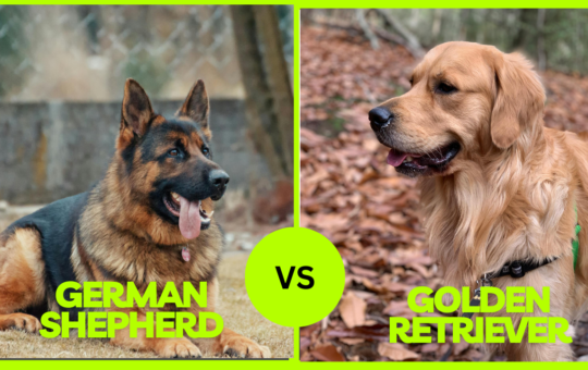 German Shepherd vs Golden Retriever: The Ultimate Guide to Choosing Your Perfect Companion