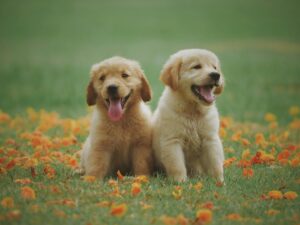 Golden Retriever Facts