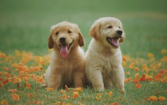 Golden Retriever Facts